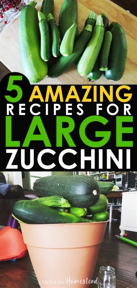 huge zucchini recipe